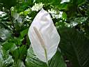 DSC03988b.jpg