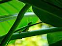 DSC04003b.jpg